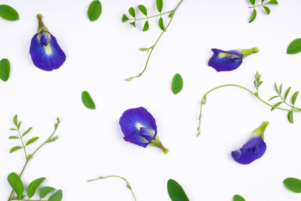 Flat lay of vibrant blue butterfly pea flowers and green leaves on a white surface.